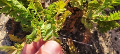 Horkelia cuneata puberula