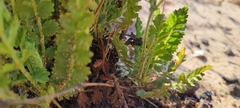 Horkelia cuneata puberula
