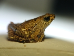Microhyla palmipes