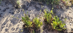 Horkelia cuneata puberula