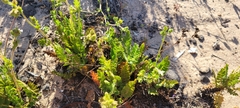 Horkelia cuneata puberula