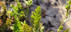 Horkelia cuneata puberula