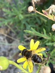 Eristalis tenax
