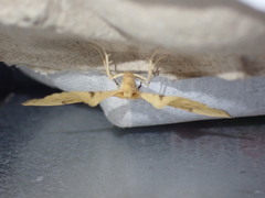 Gandaritis pyraliata