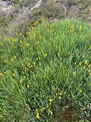 Narthecium ossifragum