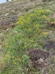 Narthecium ossifragum