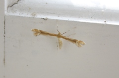 Marasmarcha lunaedactyla