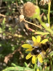 Eristalis tenax