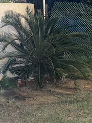 Cycas
