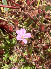 Geranium robertianum