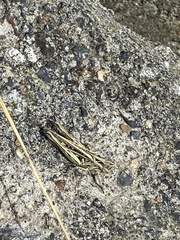 Chorthippus brunneus