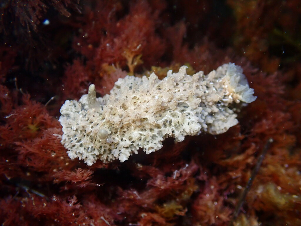 Tanya's Dorid