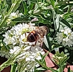 Eristalis tenax