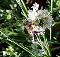 Eristalis tenax