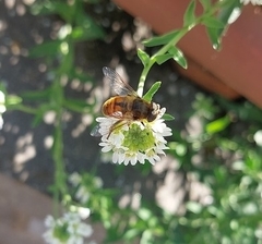 Eristalis tenax