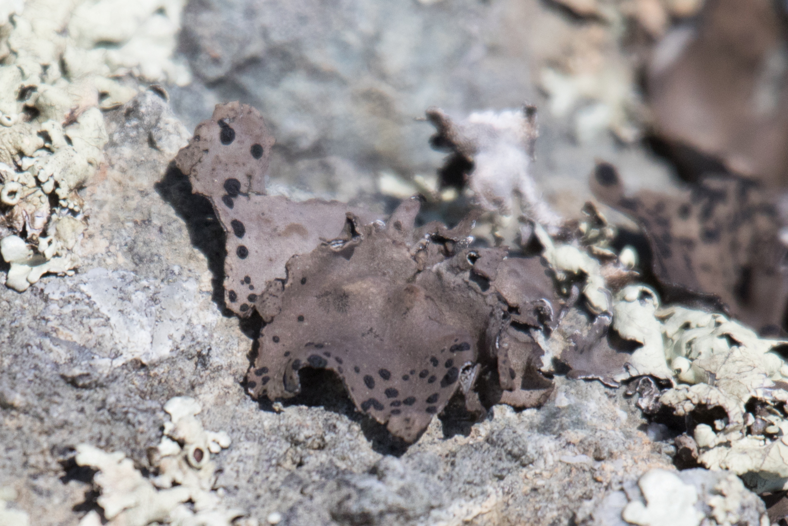 Umbilicaria image
