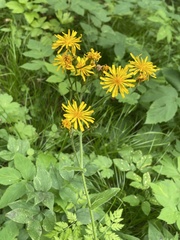 Crepis lyrata