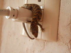 Abronia lythrochila