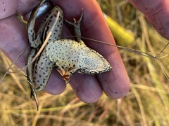 Ptychadena subpunctata