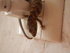 Abronia lythrochila
