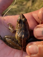 Ptychadena subpunctata