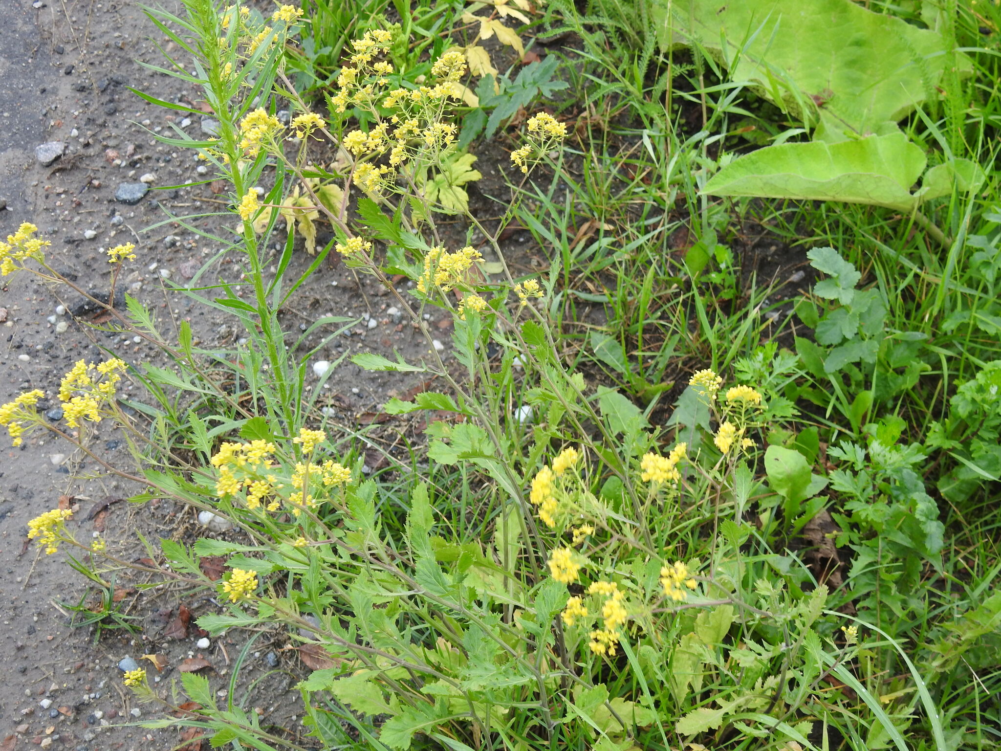 Rorippa anceps (Wahlenb.) Rchb.