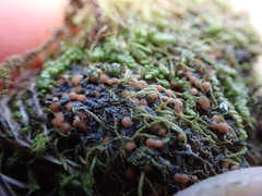 Fuscopannaria praetermissa