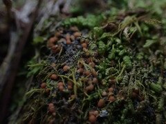 Fuscopannaria praetermissa