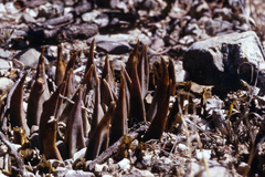 Ariocarpus retusus