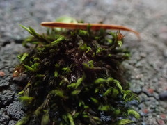 Schistidium maritimum