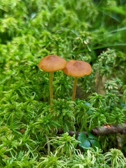 Galerina hybrida
