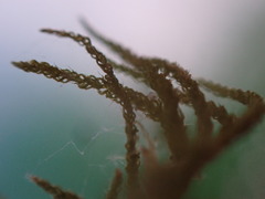 Claopodium bolanderi