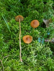 Galerina hybrida