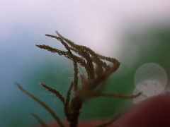 Claopodium bolanderi