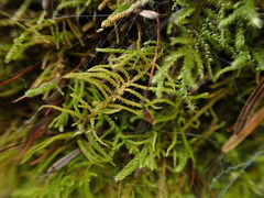 Claopodium bolanderi