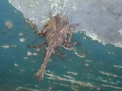 Pyrops candelaria