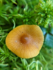 Galerina hybrida