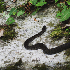 Gloydius himalayanus