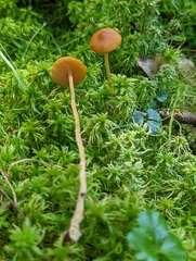 Galerina hybrida