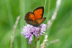 Lycaena candens