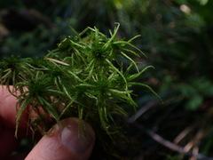 Sphagnum riparium