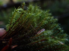 Pohlia longibracteata