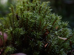 Pohlia longibracteata