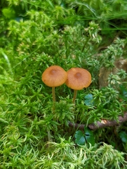 Galerina hybrida