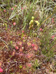 Drosera rotundifolia