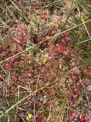 Drosera rotundifolia