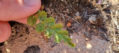 Horkelia cuneata puberula