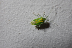Urolabida