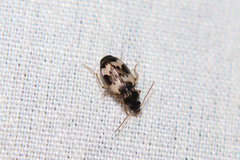 Tetragonoderus fasciatus