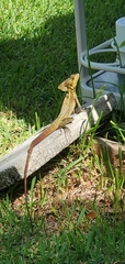 Basiliscus vittatus